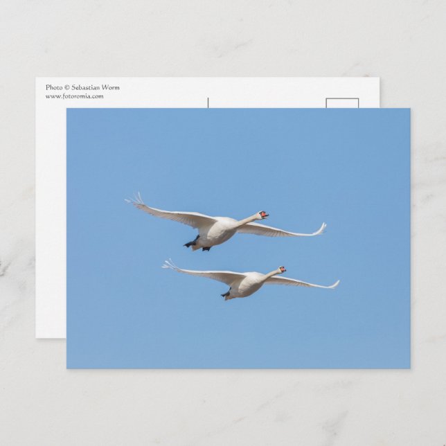 Carte Postale Vol Swans Nature Photo (Devant / Derrière)