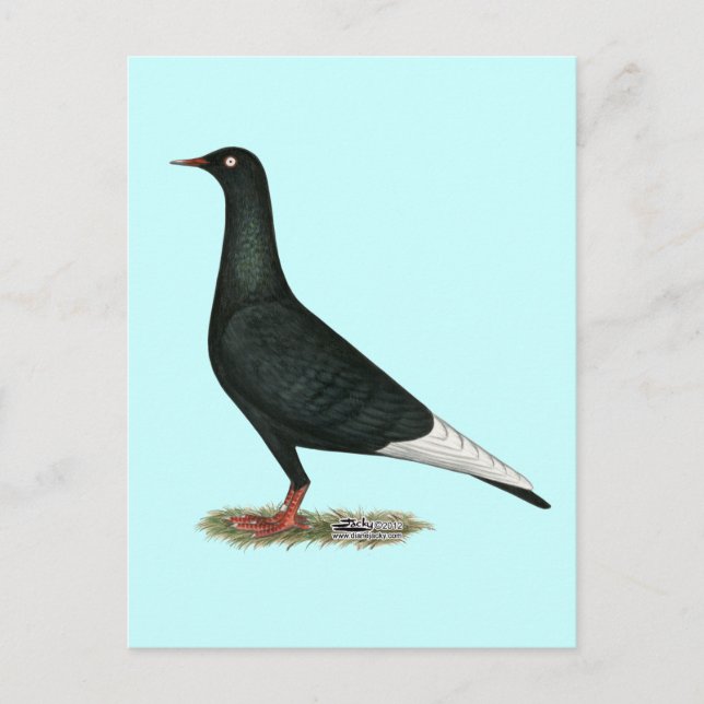 Carte Postale Vol vol Pigeon noir (Devant)