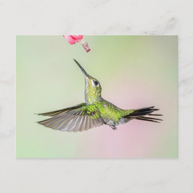 Carte Postale Volant de colibri brillant à tête verte (Devant)