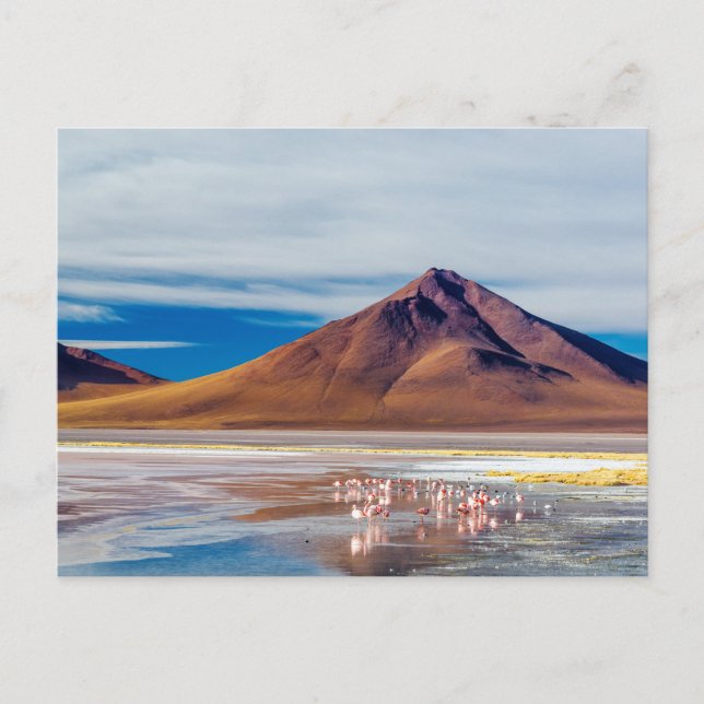 Carte Postale Volcan et Flamants roses (Devant)
