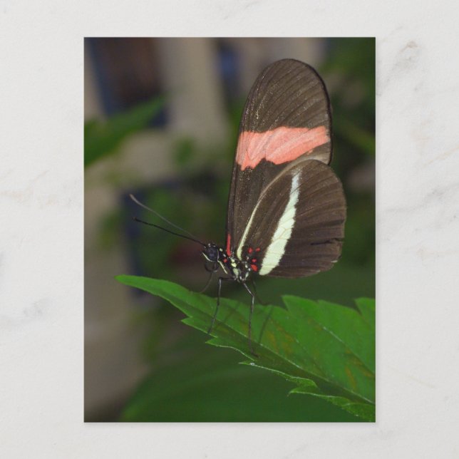 Carte Postale Voler (Devant)