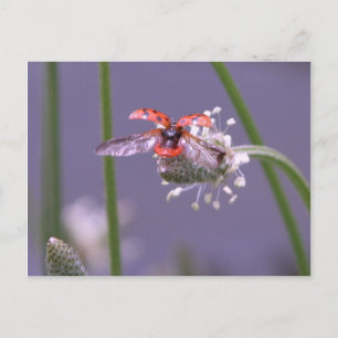 Carte Postale Voler à la maison