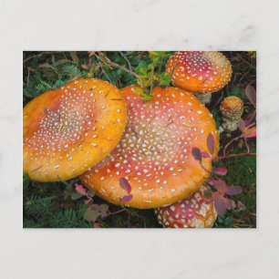 Carte Postale Voler des champignons agariques au lac Mowich
