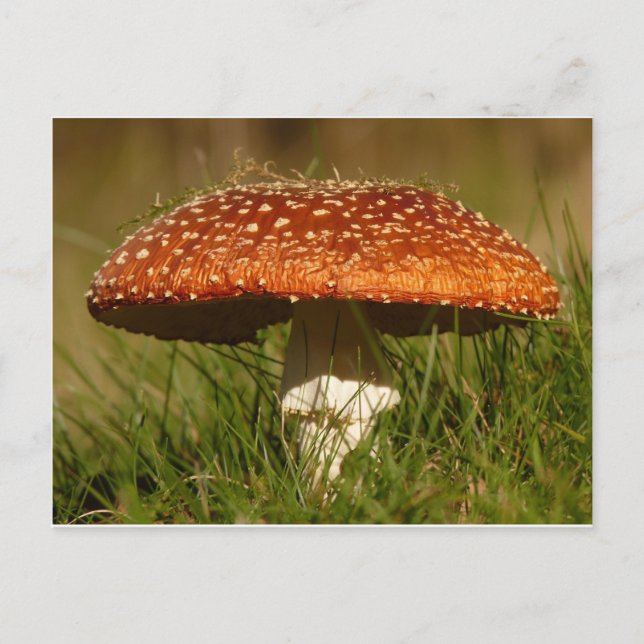 Carte Postale Voler le champignon Argaric (Devant)