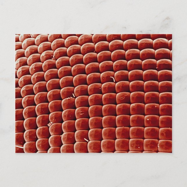 Carte Postale Voler - oeil (Devant)