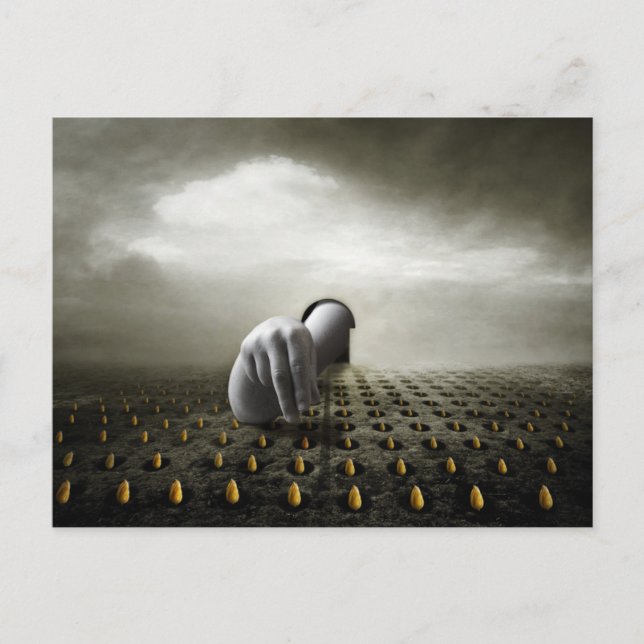 Carte Postale Voleur 2013 de tulipe (Devant)