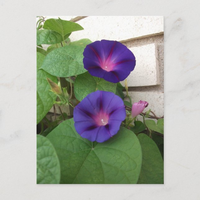 Carte Postale Volubilis violets grimpant sur un mur de briques c (Devant)