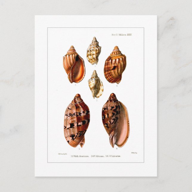 Carte Postale Voluta Shells (Devant)