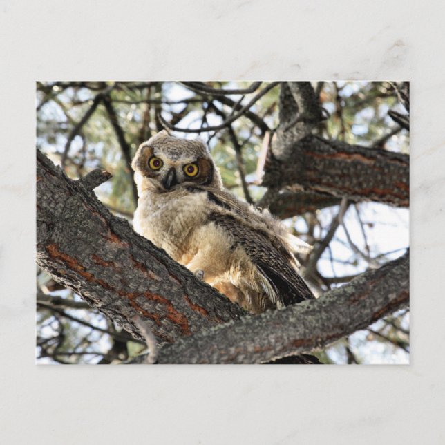 Carte Postale Vous Aimez Mes Yeux ? -Carte postale (Devant)