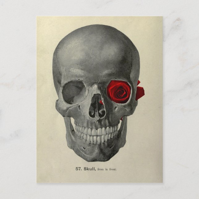 Carte Postale Vous aimez toujours - crâne et rose (Devant)