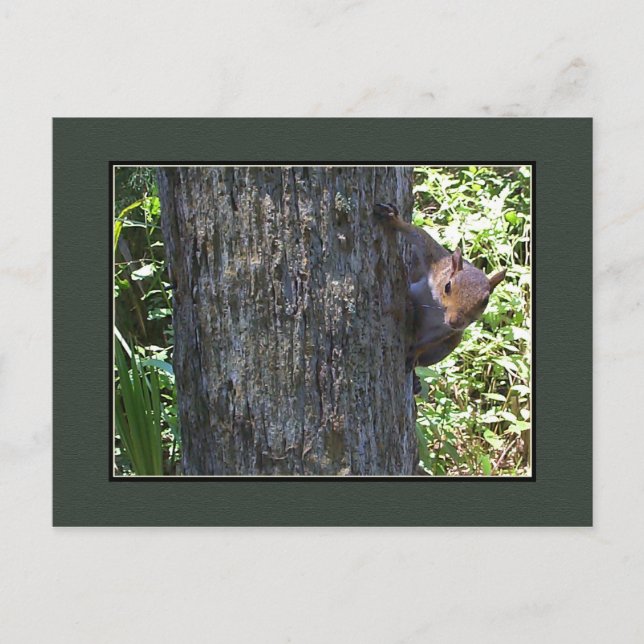 Carte Postale Vous avez des noix ? ? ? (Devant)