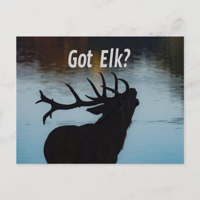 Carte Postale Vous avez Elk ? Funny Hunter Humour (Devant)