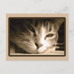 Carte Postale Vous avez manqué