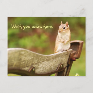 Carte Postale Vous avez oublié Chipmunk