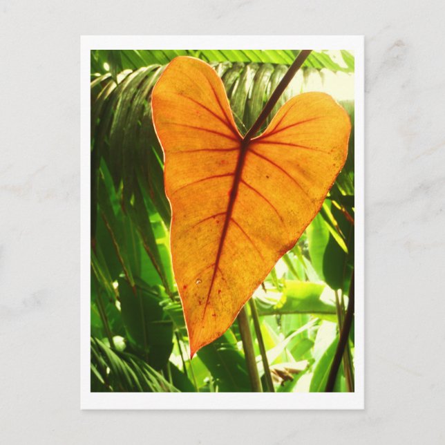 Carte Postale "Vous êtes aimés " (Devant)