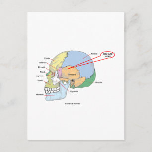 Carte Postale Vous Êtes Ici (Cerveau Temporel Région Anatomique)