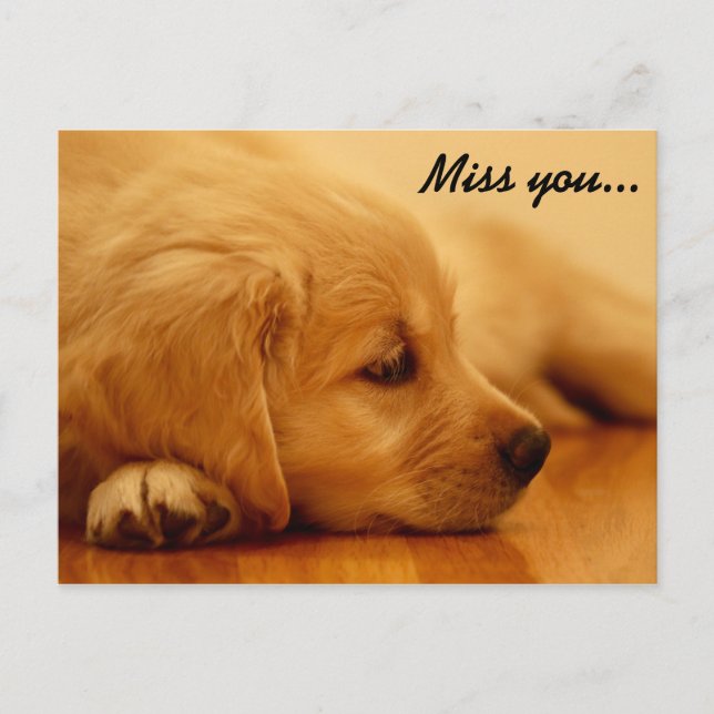 Carte Postale Vous manquez ! Chiot Golden Retriever (Devant)