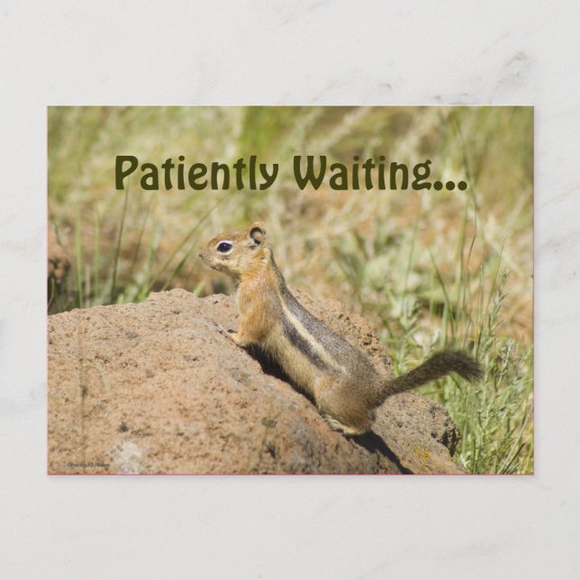 Carte Postale Vous Manquez Mignonne Chipmunk Sur Une Photo Rock  (Devant)