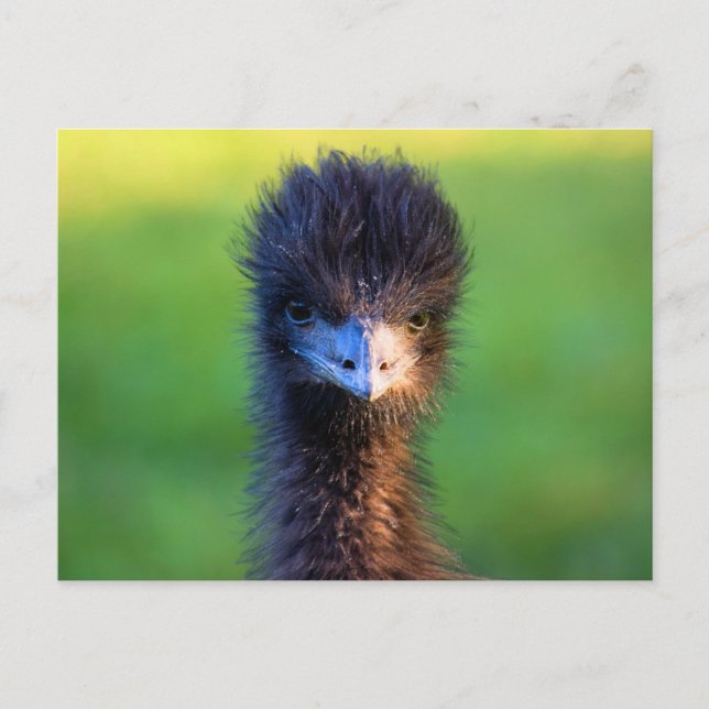Carte Postale "Vous me regardez?"  -  Émeu  (Devant)
