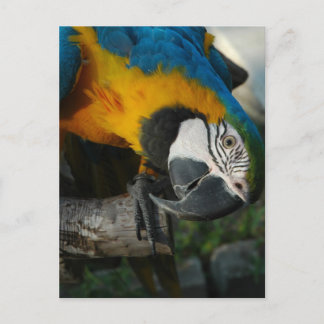 Carte Postale Vous Regarder Ici