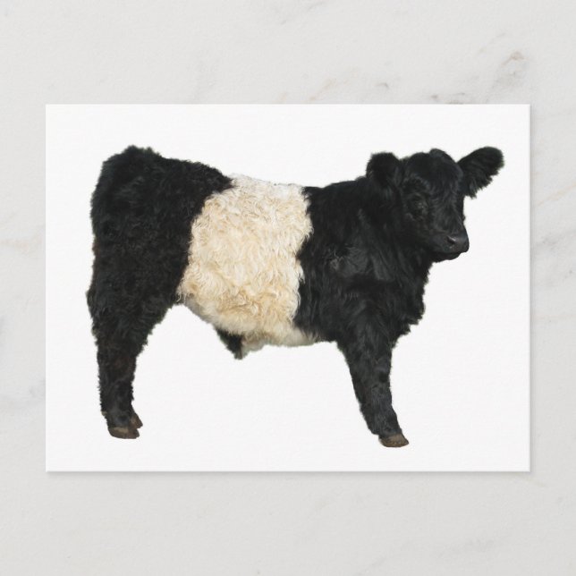 Carte Postale Vous voulez un Oreo ? Vache galloway ceinturée (Devant)