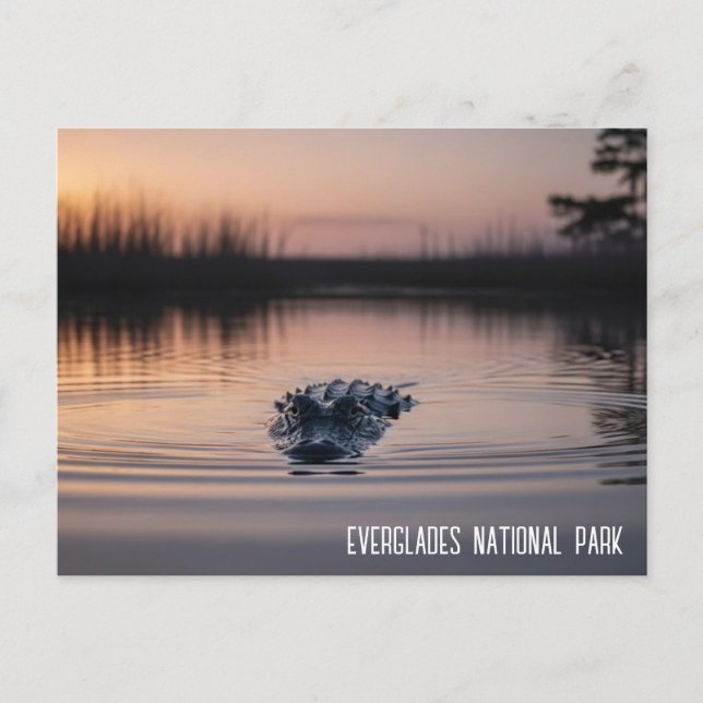 Carte Postale Voyage Alligator Everglades Floride (Devant)