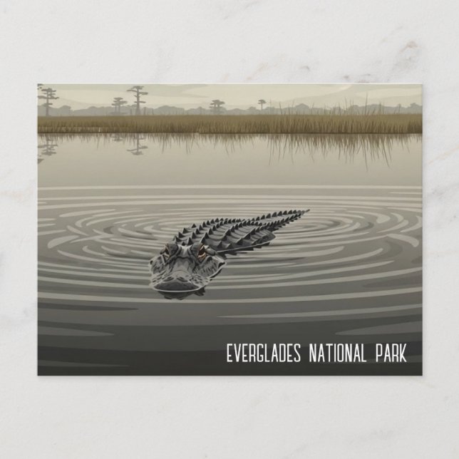 Carte Postale Voyage Alligator Everglades Floride (Devant)