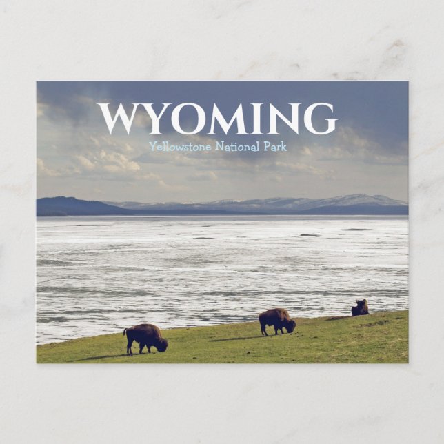 Carte Postale Voyage dans le parc national de Yellowstone Bison  (Devant)