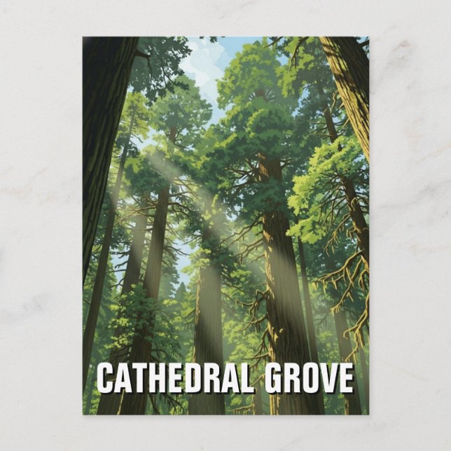 Carte Postale Voyage dans le parc provincial MacMillan de Cathed (Devant)