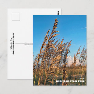 Carte Postale Voyage Floride - Anastasia State Park Sea Oats