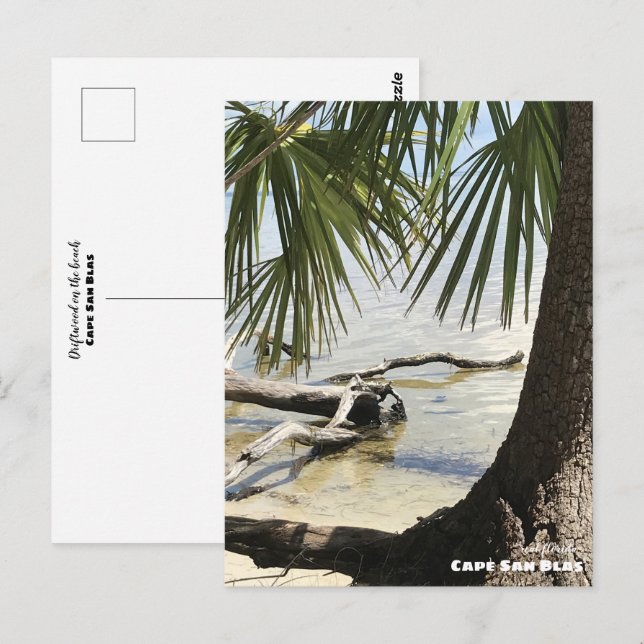 Carte Postale Voyage | Floride - Cape San Blas Driftwood (Devant / Derrière)