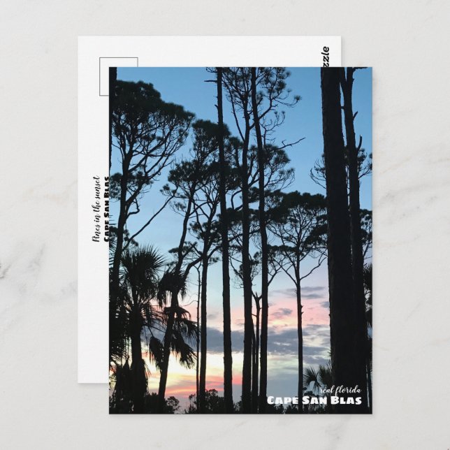 Carte Postale Voyage | Floride - Cape San Blas Pins Coucher de s (Devant / Derrière)