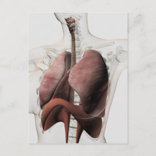 Carte Postale Vue 3D Du Système Respiratoire Féminin 3