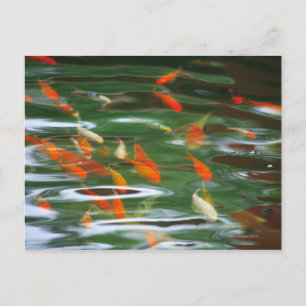 Carte Postale Vue à angle élevé de poissons carpe koï dans un ét