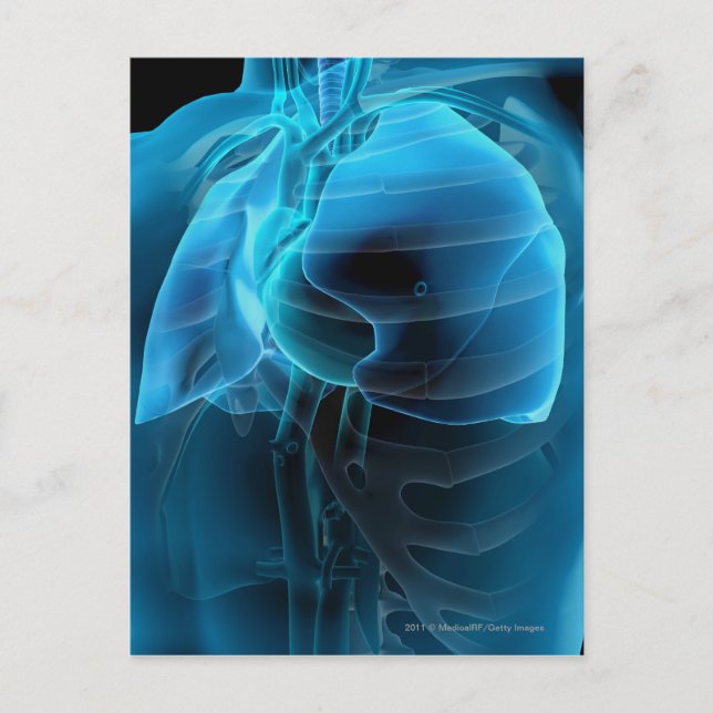 Carte Postale Vue à trois quarts du coeur et des poumons (Devant)