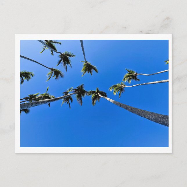 Carte Postale Vue aérienne de palmiers (Devant)