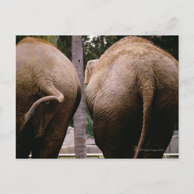 Carte Postale Vue arrière des éléphants asiatiques (Devant)