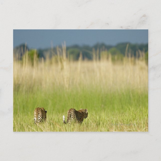 Carte Postale Vue arrière du Leopard (Panthera pardus) et du pet (Devant)