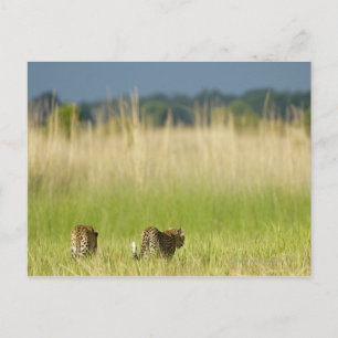 Carte Postale Vue arrière du Leopard (Panthera pardus) et du pet