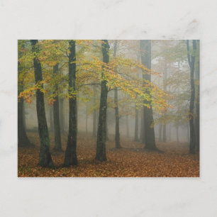 Carte Postale Vue automnale d'une forêt brumeuse, Grandfather 3
