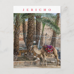 Carte postale vue chameau Jéricho