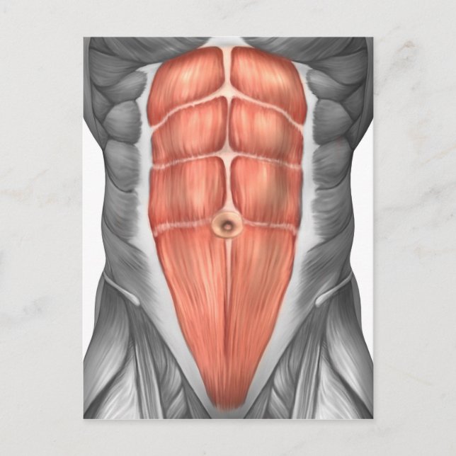 Carte Postale Vue Complète Des Muscles Abdominaux Hommes (Devant)