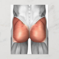 Vue Complète Des Muscles Gluteaux Humains