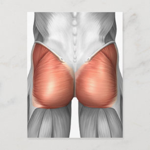 Carte Postale Vue Complète Des Muscles Gluteaux Humains