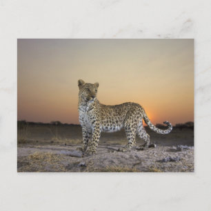 Carte Postale Vue complète du Leopard (Panthera pardus)