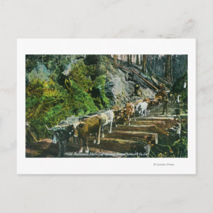 Carte Postale Vue d'attelages de bœufs transportant des grumes