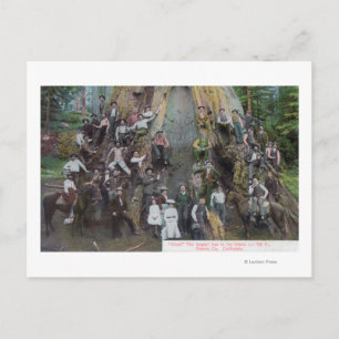 Carte Postale Vue de Boole, le plus grand arbre du monde