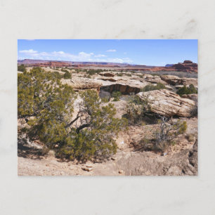 Carte Postale Vue de Canyonlands depuis le sentier Cave Springs