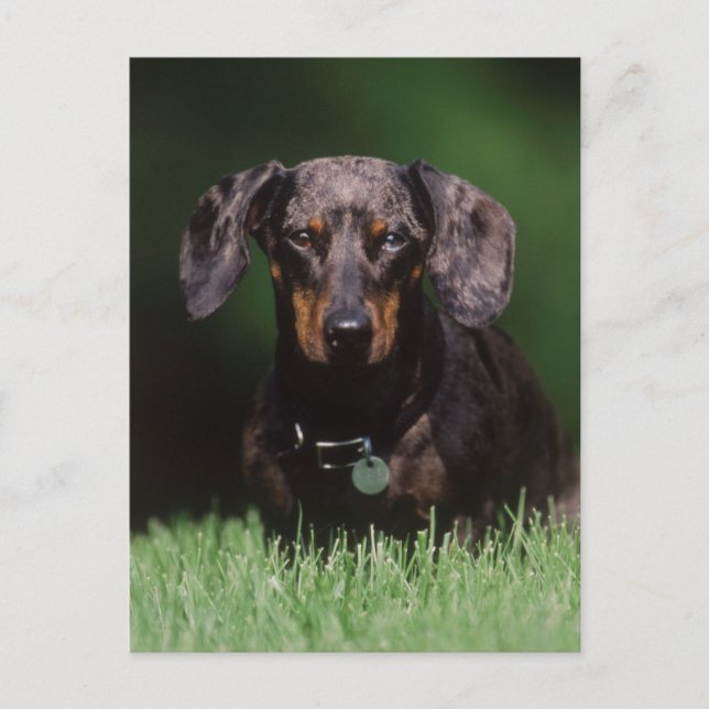 Carte Postale Vue de Dachshund couleur panachée (Devant)