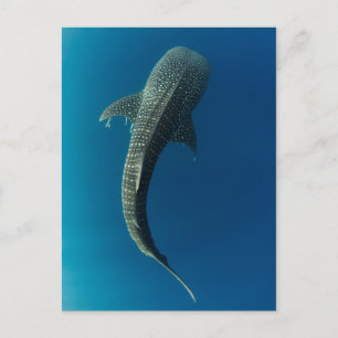 Carte Postale Vue de dessus d'un requin baleine